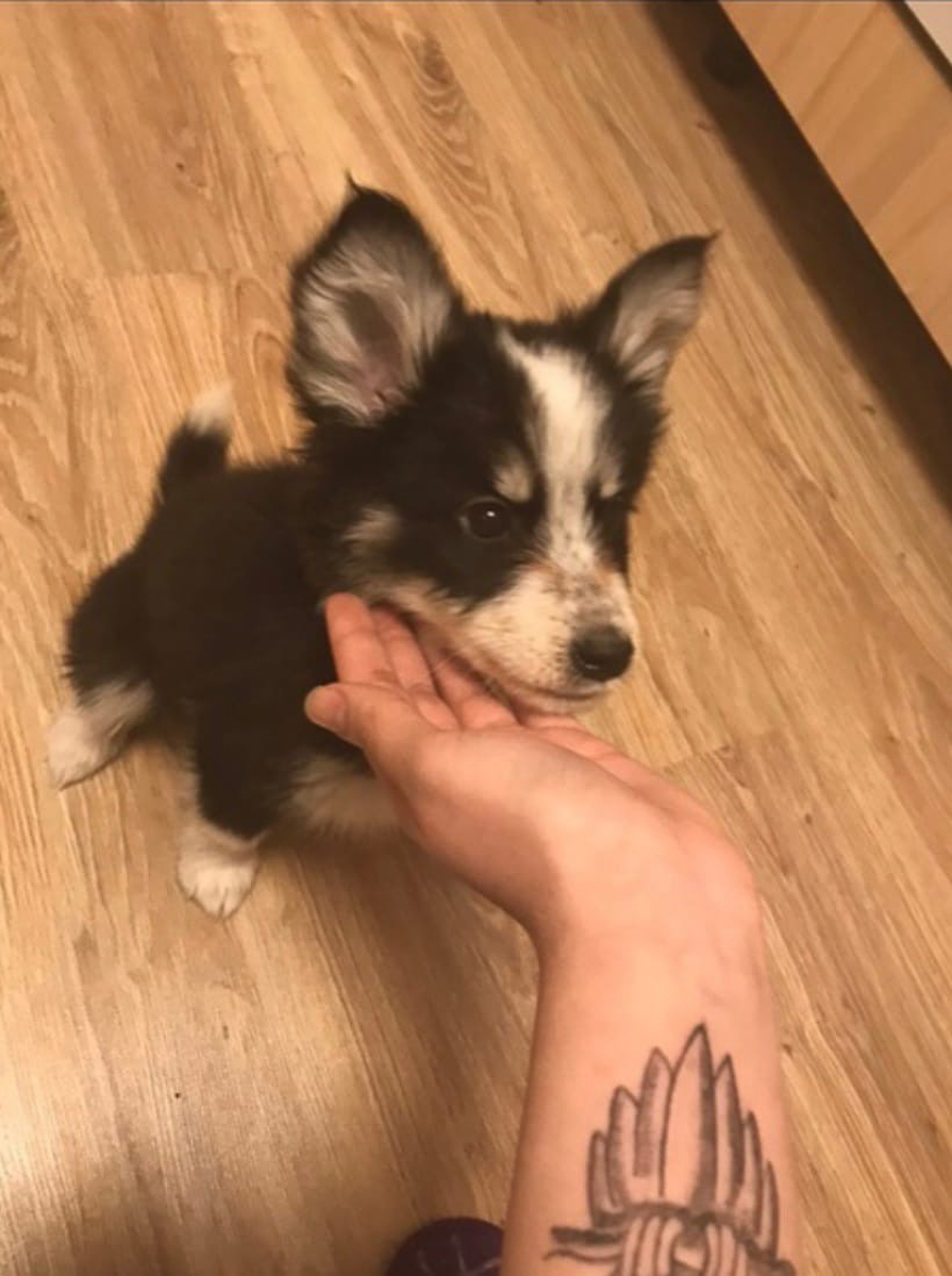 История на грани мимимишности про аляскинского маламута Джейсона, самоеда Таю и хаски Ахиллеса. Их хозяйки поведали нам об особенностях воспитания северных собак