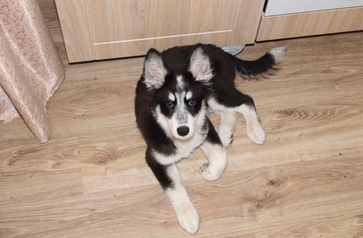 История на грани мимимишности про аляскинского маламута Джейсона, самоеда Таю и хаски Ахиллеса. Их хозяйки поведали нам об особенностях воспитания северных собак