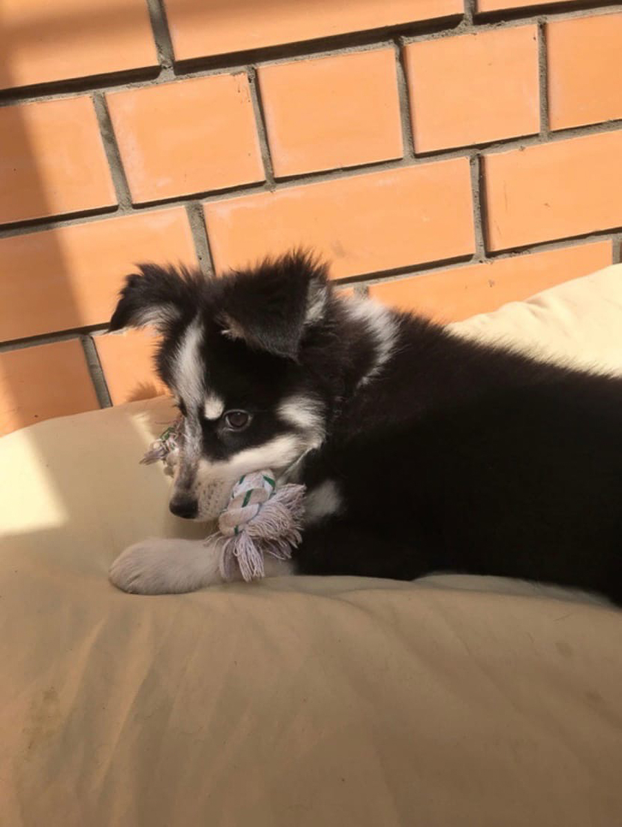 История на грани мимимишности про аляскинского маламута Джейсона, самоеда Таю и хаски Ахиллеса. Их хозяйки поведали нам об особенностях воспитания северных собак