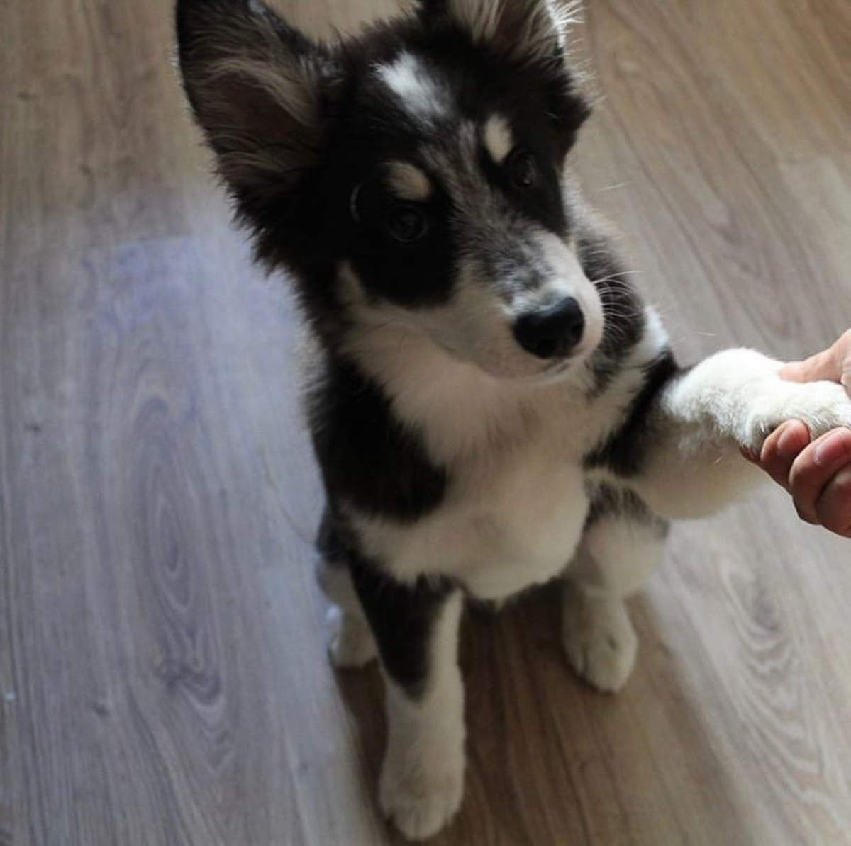 История на грани мимимишности про аляскинского маламута Джейсона, самоеда Таю и хаски Ахиллеса. Их хозяйки поведали нам об особенностях воспитания северных собак