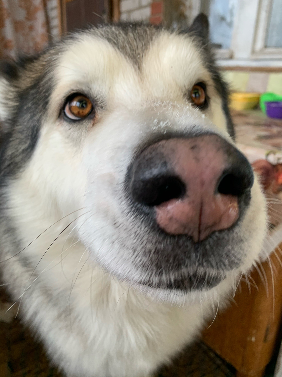 История на грани мимимишности про аляскинского маламута Джейсона, самоеда Таю и хаски Ахиллеса. Их хозяйки поведали нам об особенностях воспитания северных собак