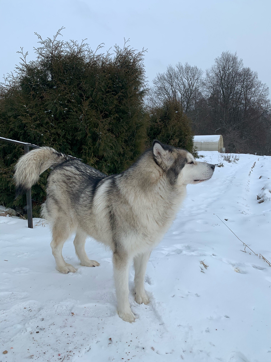 История на грани мимимишности про аляскинского маламута Джейсона, самоеда Таю и хаски Ахиллеса. Их хозяйки поведали нам об особенностях воспитания северных собак