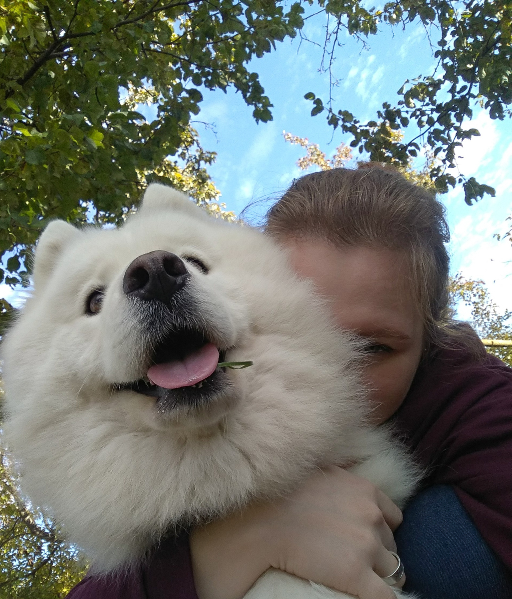 История на грани мимимишности про аляскинского маламута Джейсона, самоеда Таю и хаски Ахиллеса. Их хозяйки поведали нам об особенностях воспитания северных собак