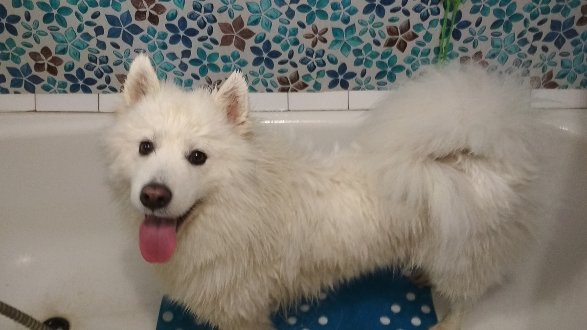 История на грани мимимишности про аляскинского маламута Джейсона, самоеда Таю и хаски Ахиллеса. Их хозяйки поведали нам об особенностях воспитания северных собак