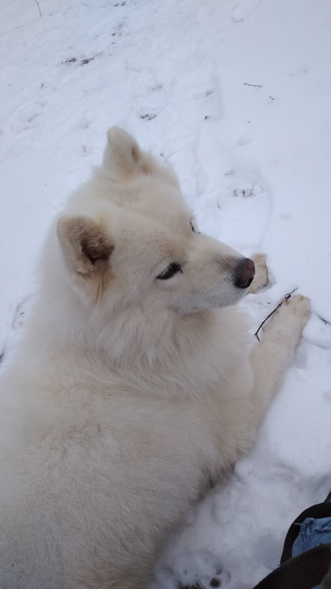 История на грани мимимишности про аляскинского маламута Джейсона, самоеда Таю и хаски Ахиллеса. Их хозяйки поведали нам об особенностях воспитания северных собак
