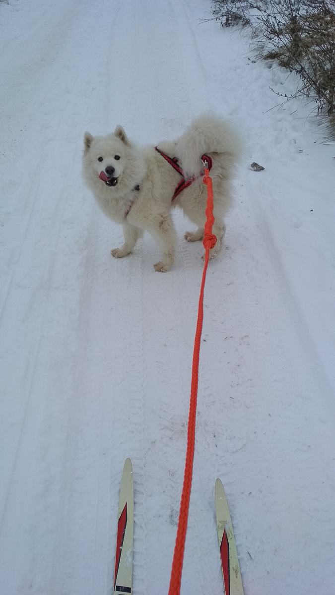 История на грани мимимишности про аляскинского маламута Джейсона, самоеда Таю и хаски Ахиллеса. Их хозяйки поведали нам об особенностях воспитания северных собак