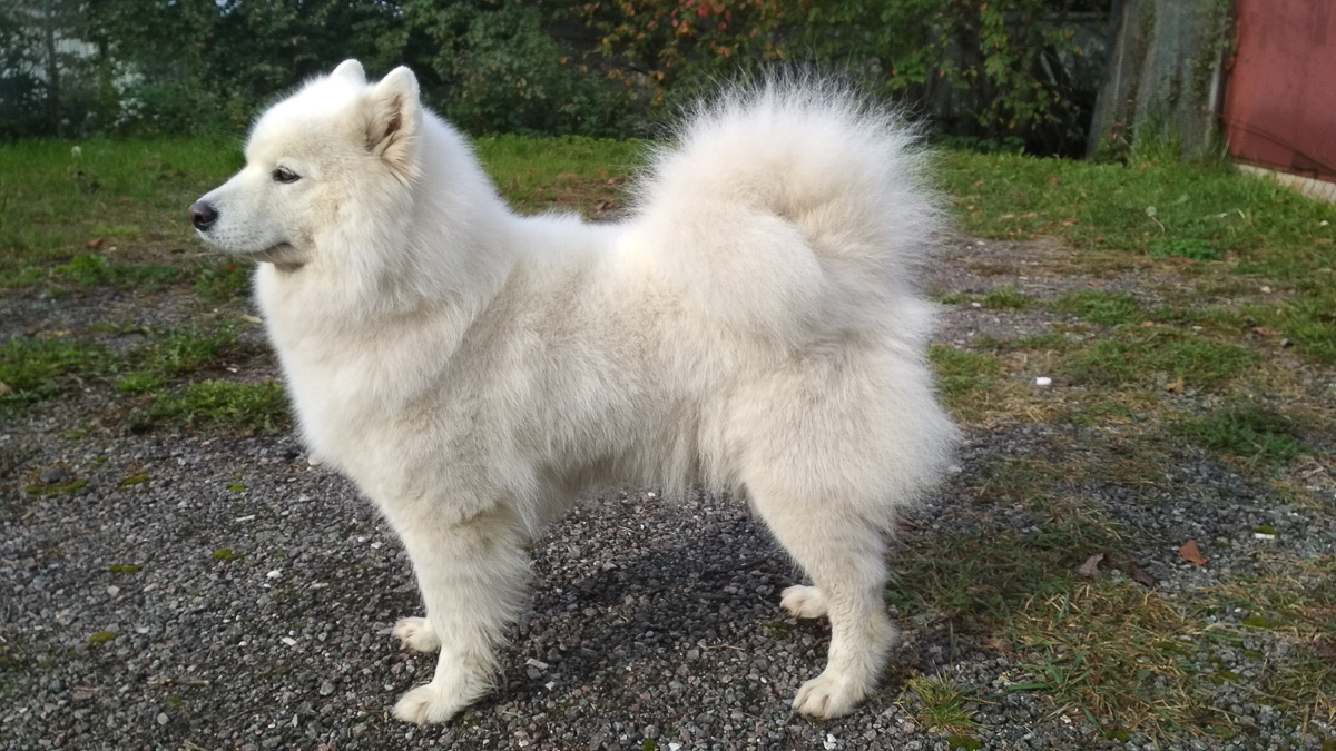 История на грани мимимишности про аляскинского маламута Джейсона, самоеда Таю и хаски Ахиллеса. Их хозяйки поведали нам об особенностях воспитания северных собак