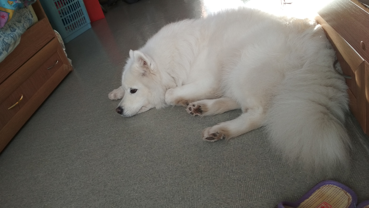 История на грани мимимишности про аляскинского маламута Джейсона, самоеда Таю и хаски Ахиллеса. Их хозяйки поведали нам об особенностях воспитания северных собак