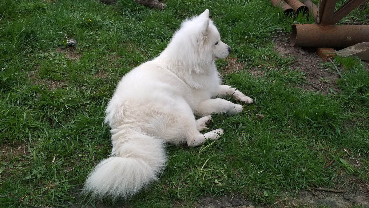 История на грани мимимишности про аляскинского маламута Джейсона, самоеда Таю и хаски Ахиллеса. Их хозяйки поведали нам об особенностях воспитания северных собак