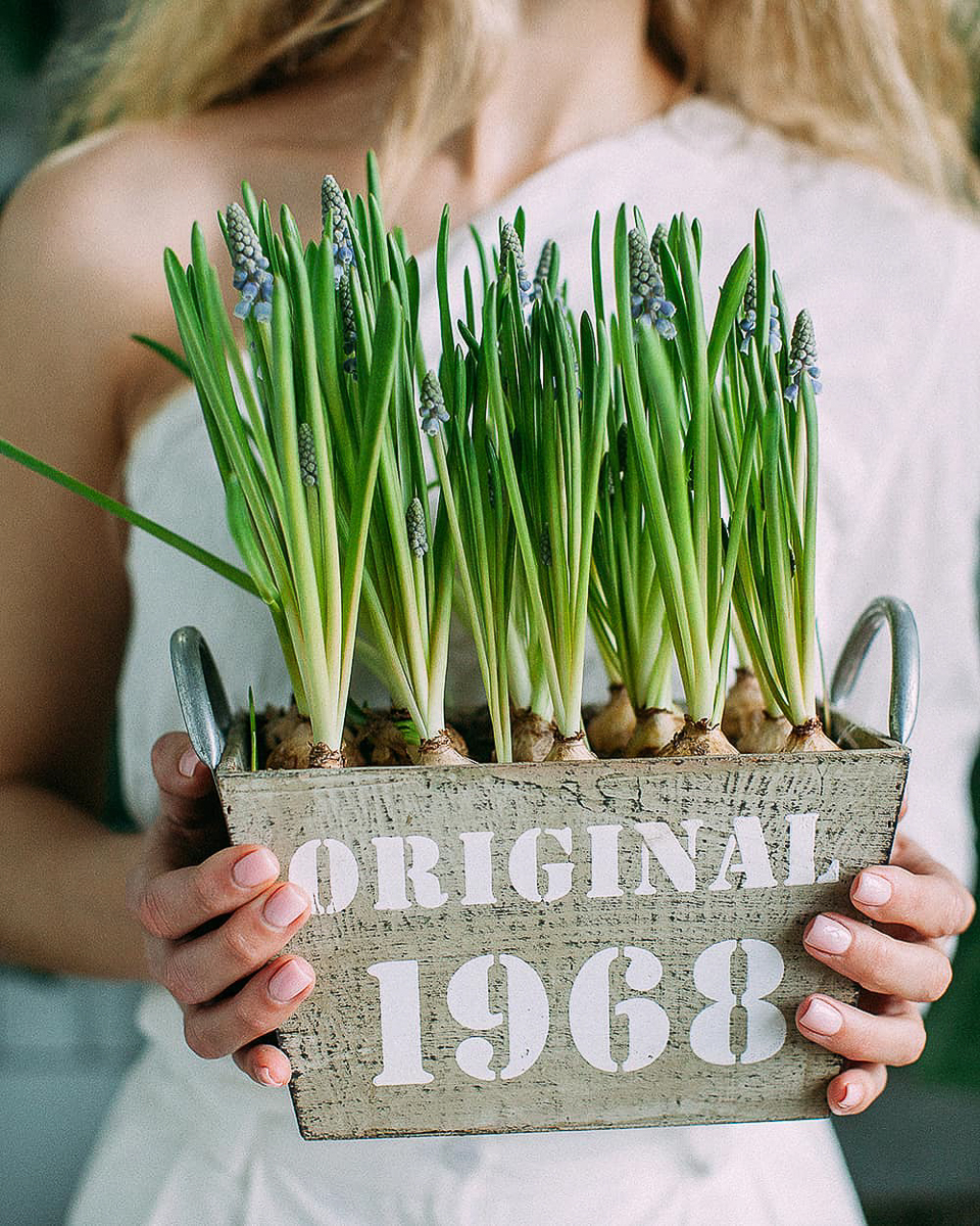 Разговор с флористами о луковичных растениях как подарках на Международный женский день