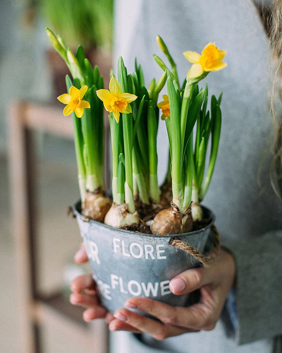 Разговор с флористами о луковичных растениях как подарках на Международный женский день