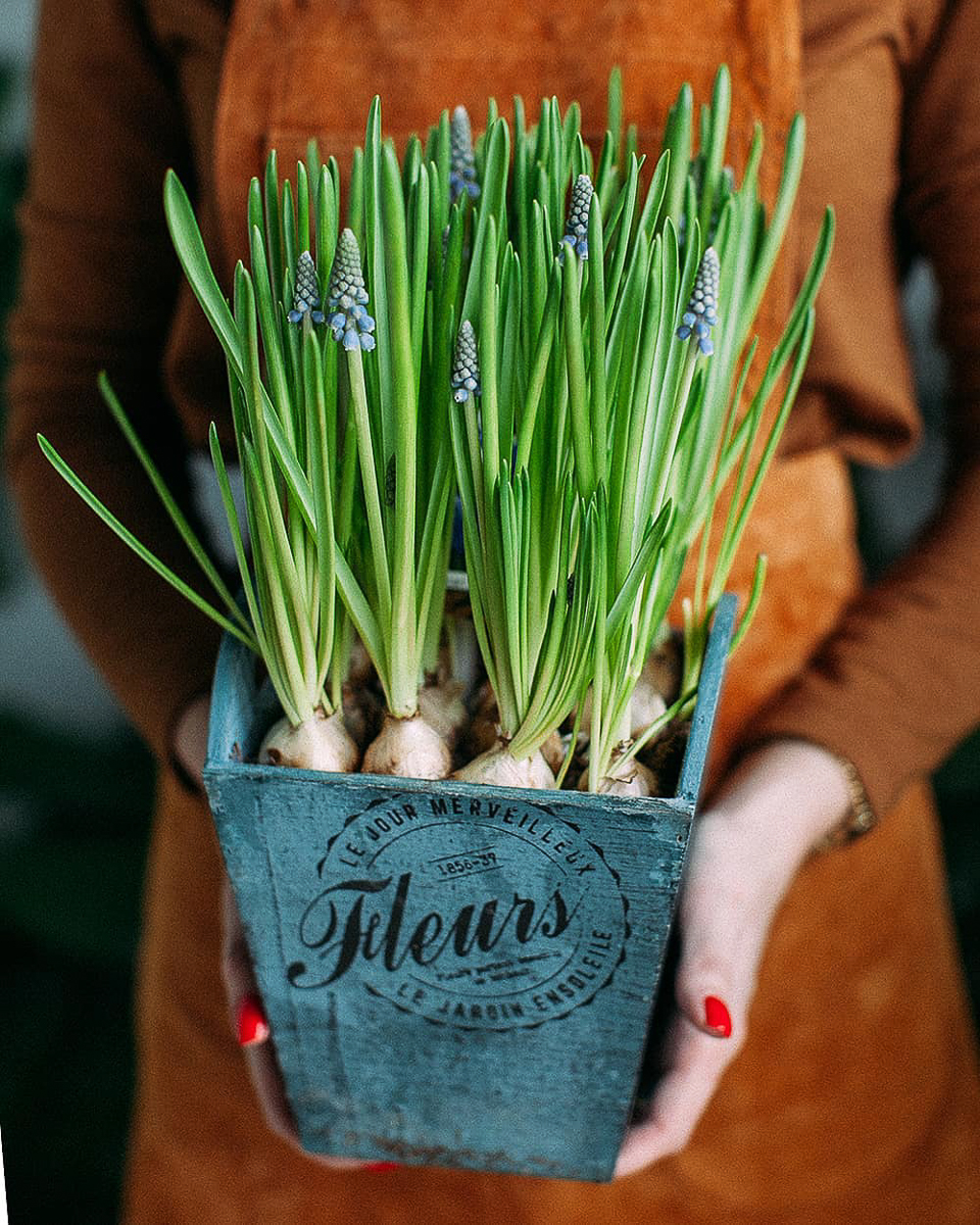 Разговор с флористами о луковичных растениях как подарках на Международный женский день