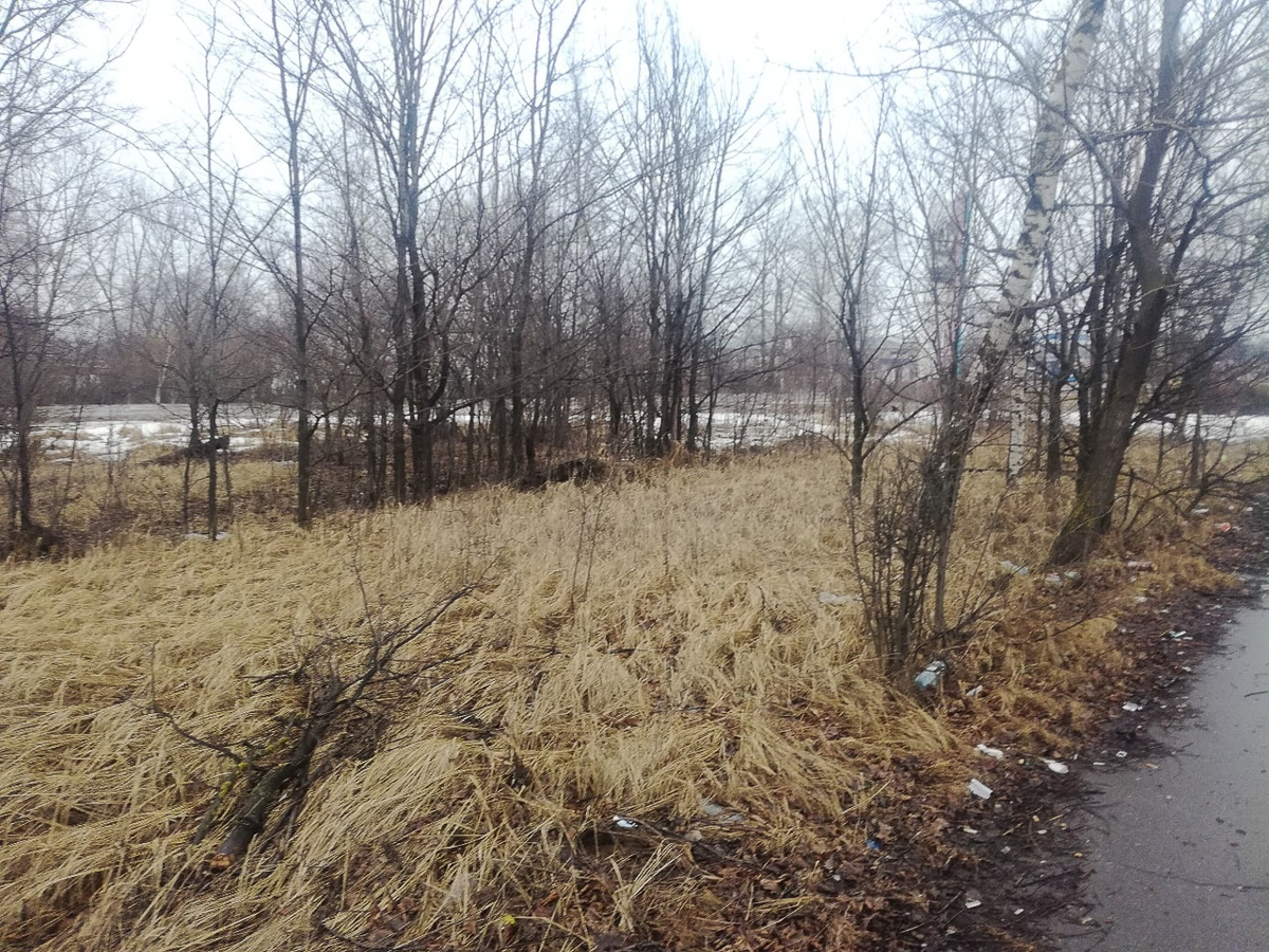 Во Владимире зеленые насаждения в зоне риска. А вот в Вязниках, наоборот, деревьев может стать больше