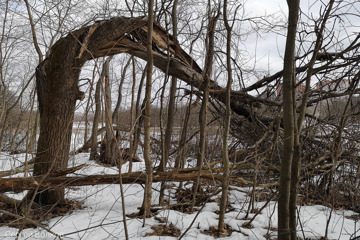 Во Владимире зеленые насаждения в зоне риска. А вот в Вязниках, наоборот, деревьев может стать больше