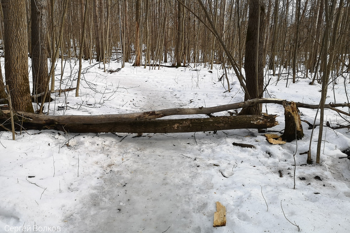 Во Владимире зеленые насаждения в зоне риска. А вот в Вязниках, наоборот, деревьев может стать больше