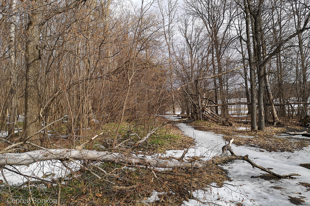 Во Владимире зеленые насаждения в зоне риска. А вот в Вязниках, наоборот, деревьев может стать больше