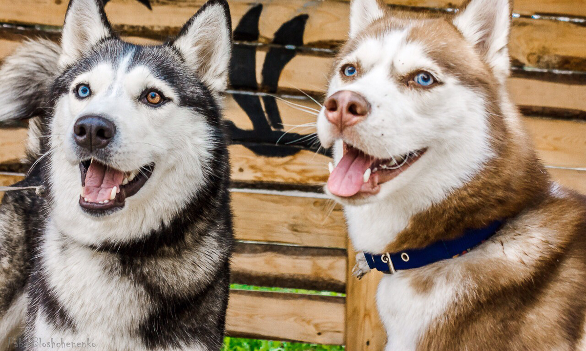 Владимирская мастерица Ольга Журавлева придумала удивительный способ помочь питомцам «Дома северной собаки». Она спряла нитки из шерсти обитателей приюта, а дизайнер одежды Тамара Азарова создала из них коллекцию Selkie. Вещи уже поступили в продажу. Все вырученные средства отдадут приюту