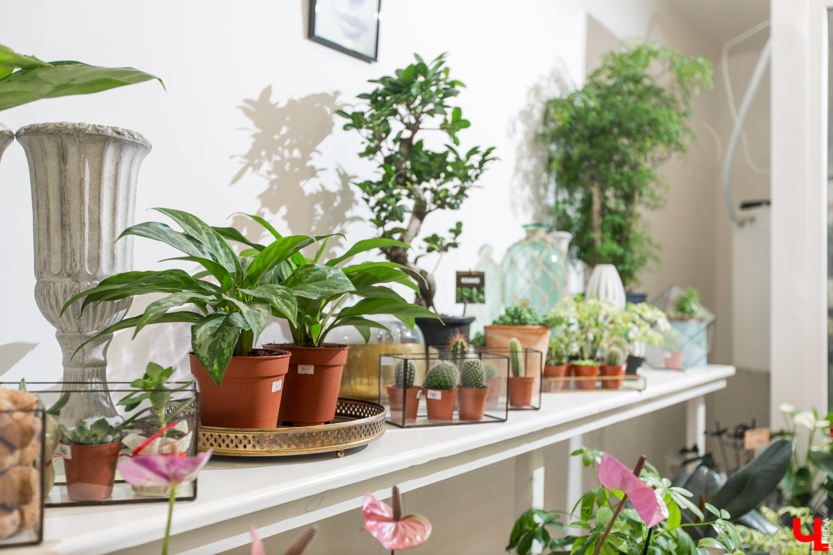 Рассказываем, чем хороша классика и почему в скором времени жители улицы Полины Осипенко перейдут на экзотику