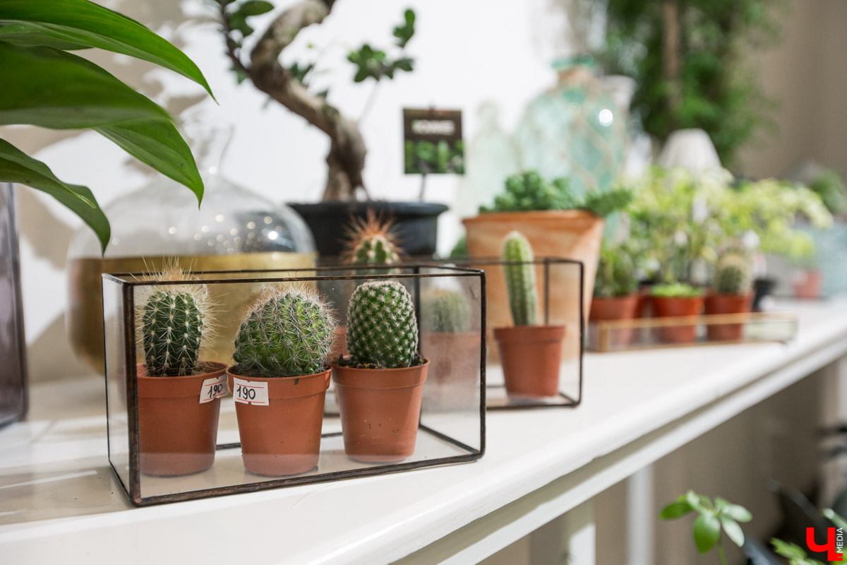 Рассказываем, чем хороша классика и почему в скором времени жители улицы Полины Осипенко перейдут на экзотику