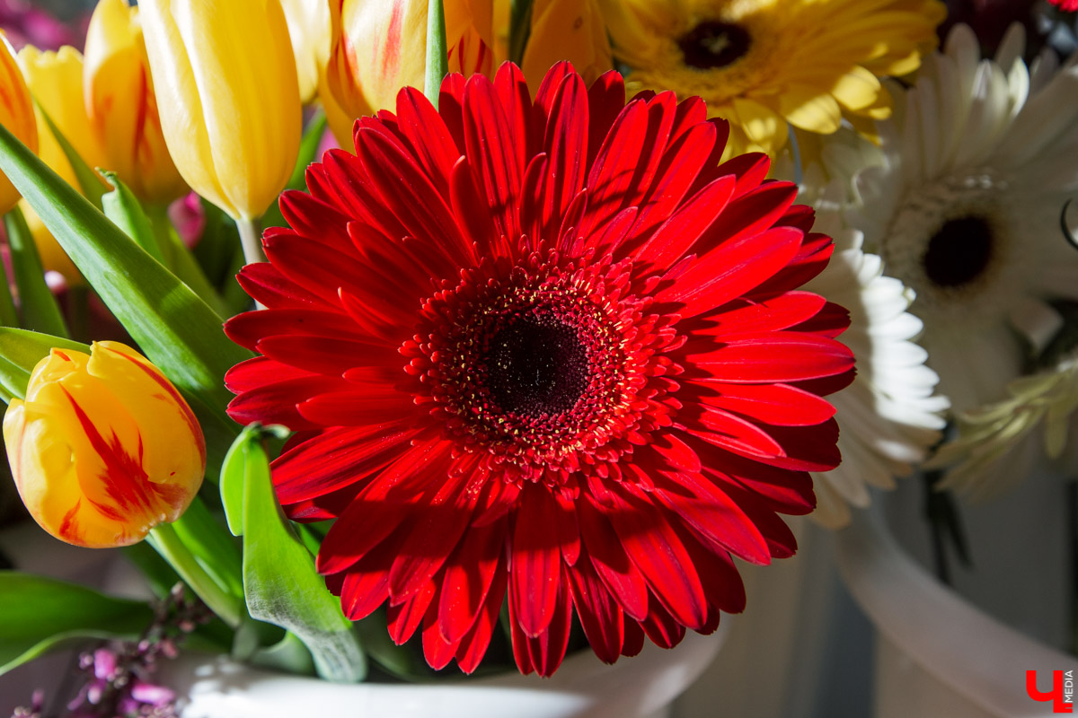 Рассказываем, чем хороша классика и почему в скором времени жители улицы Полины Осипенко перейдут на экзотику