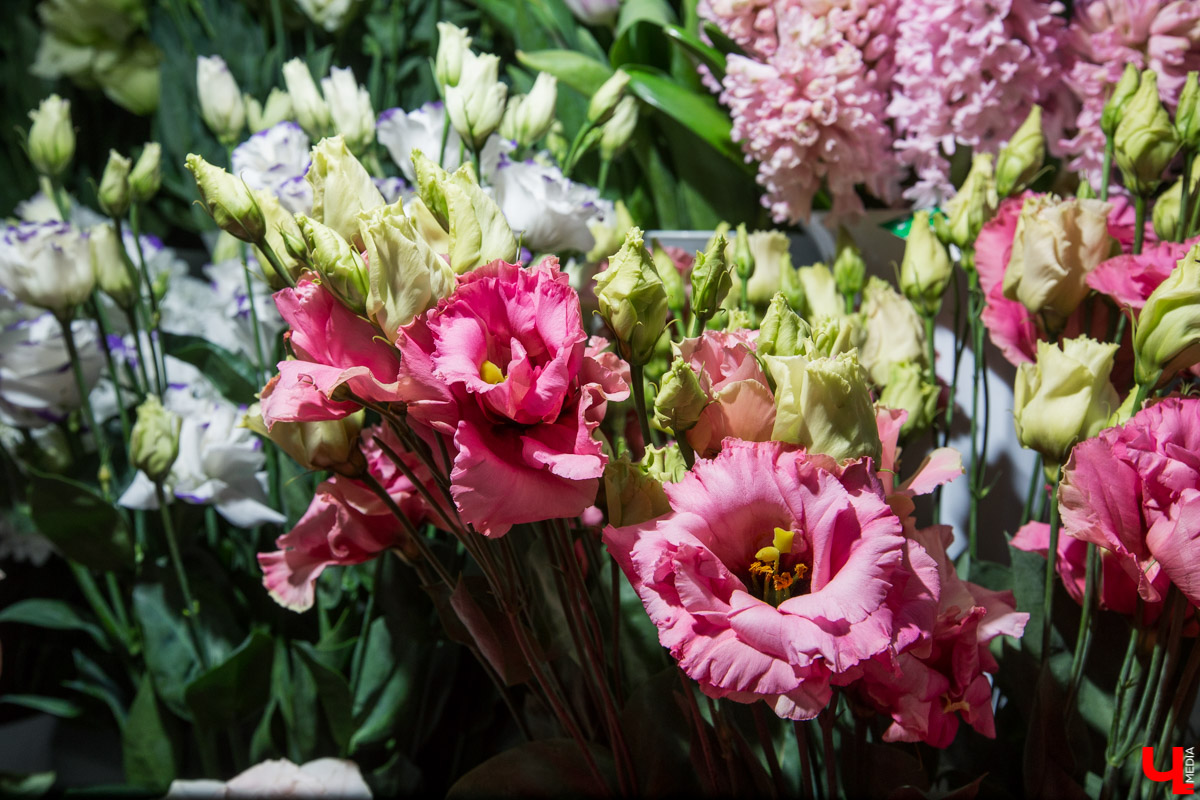 Рассказываем, чем хороша классика и почему в скором времени жители улицы Полины Осипенко перейдут на экзотику