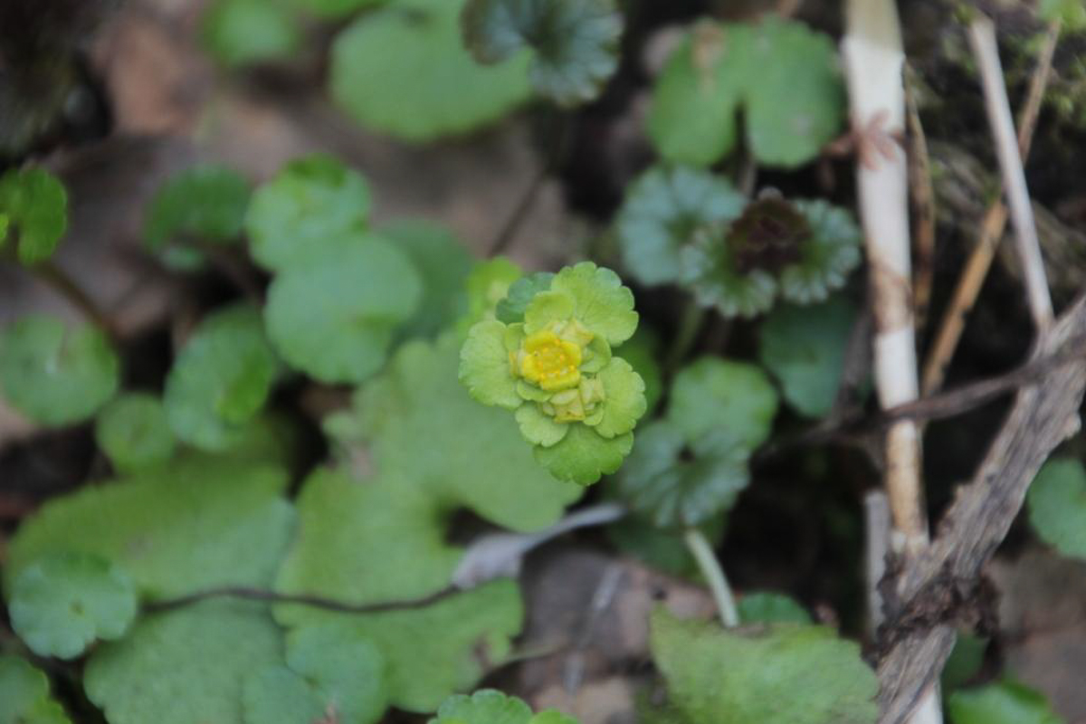 Составили весеннюю подборку фото и видео о жизни дикой природы Владимирской области