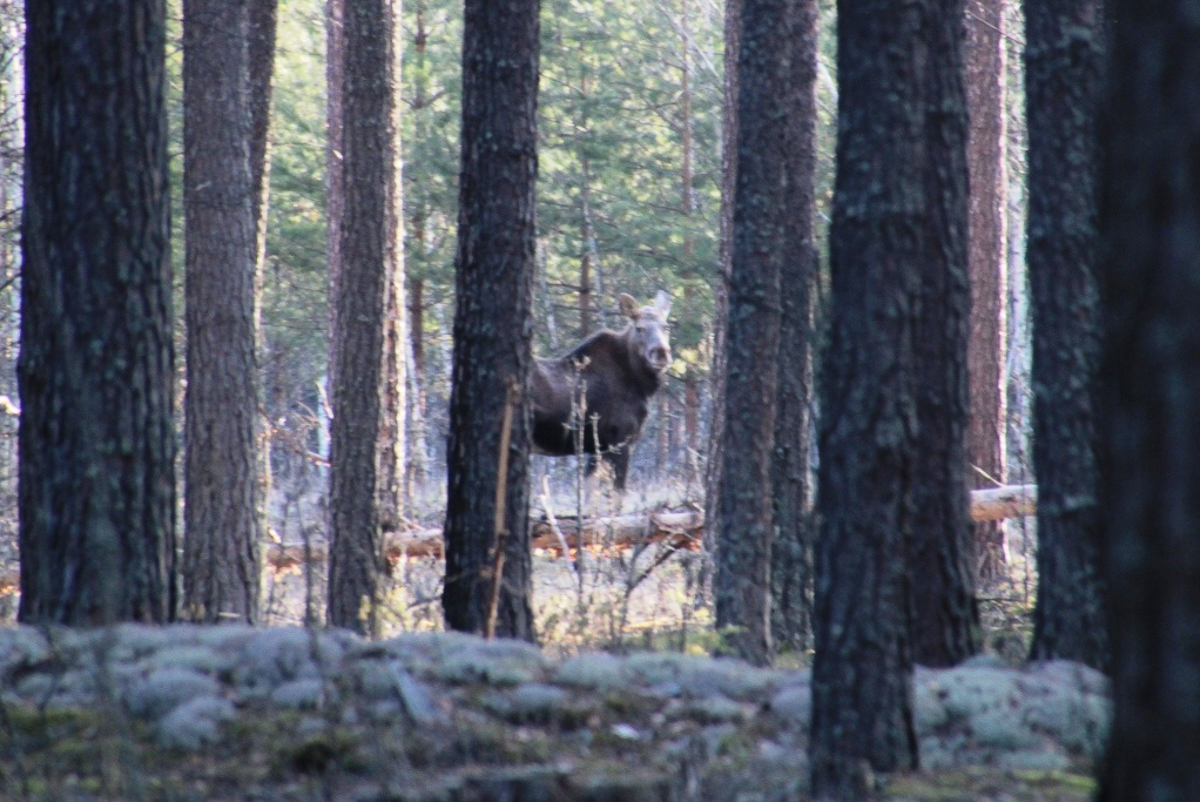 Составили весеннюю подборку фото и видео о жизни дикой природы Владимирской области