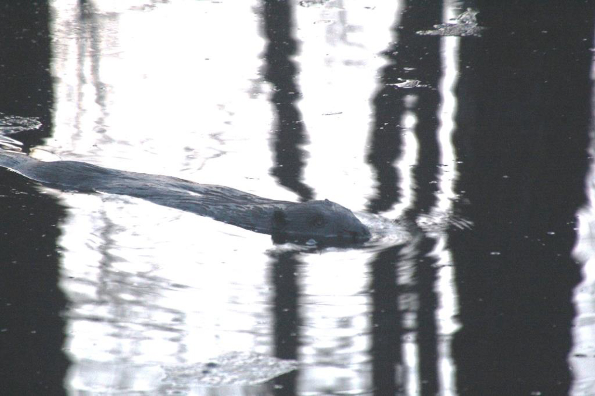 Составили весеннюю подборку фото и видео о жизни дикой природы Владимирской области