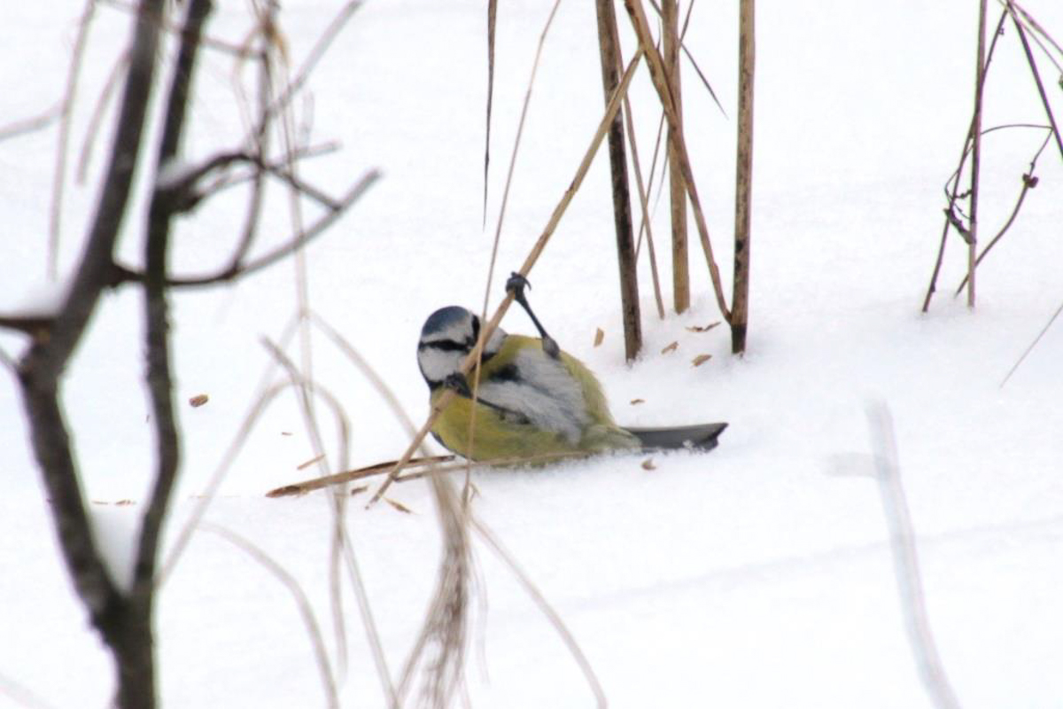 Составили весеннюю подборку фото и видео о жизни дикой природы Владимирской области