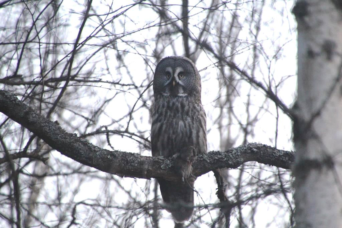 Составили весеннюю подборку фото и видео о жизни дикой природы Владимирской области