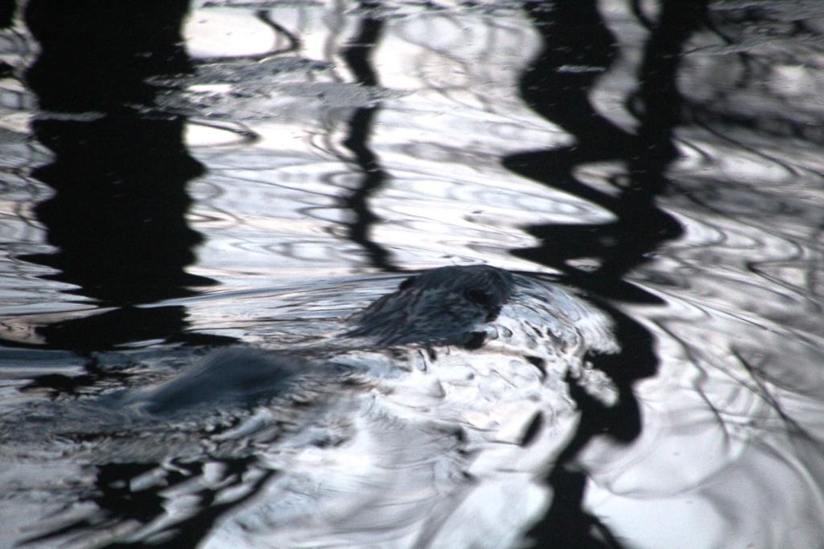 Составили весеннюю подборку фото и видео о жизни дикой природы Владимирской области