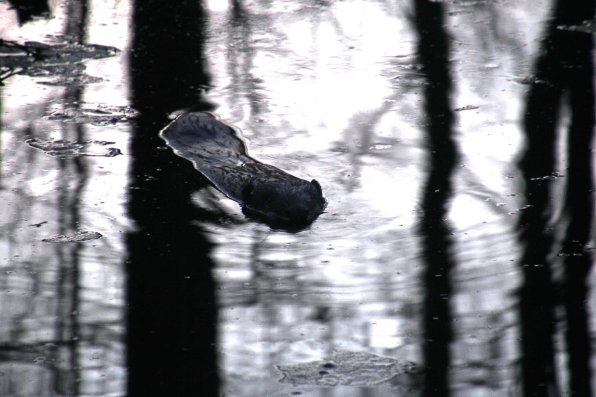 Составили весеннюю подборку фото и видео о жизни дикой природы Владимирской области