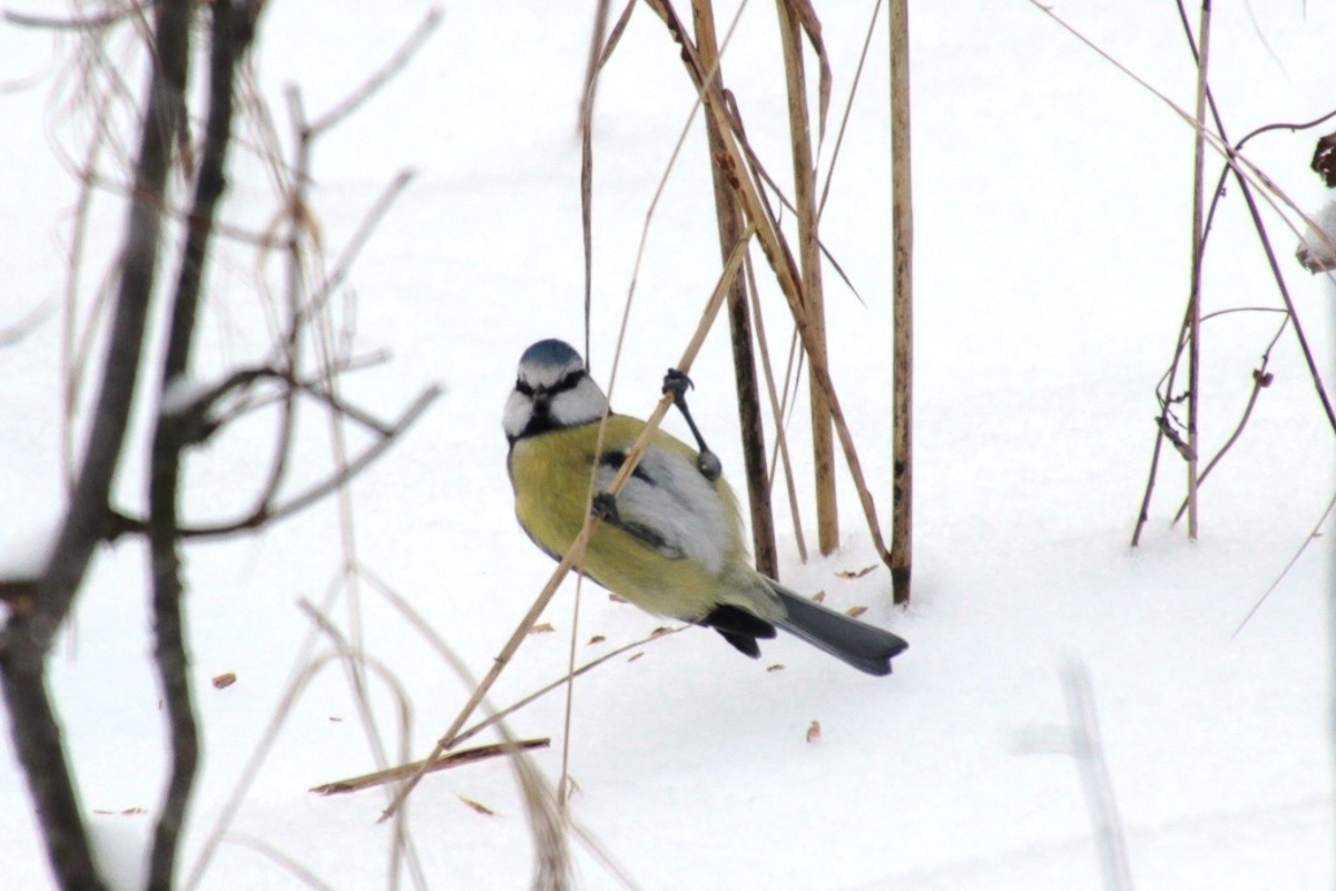 Составили весеннюю подборку фото и видео о жизни дикой природы Владимирской области