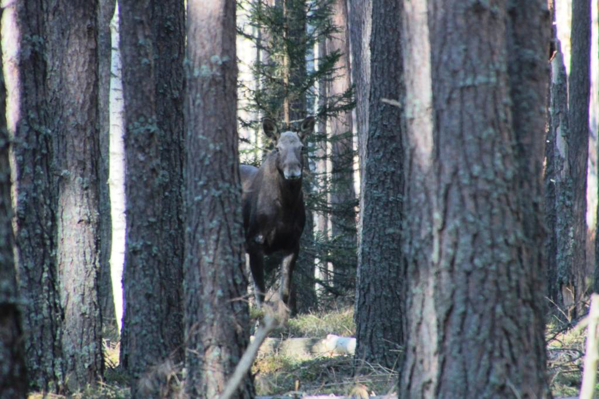 Составили весеннюю подборку фото и видео о жизни дикой природы Владимирской области