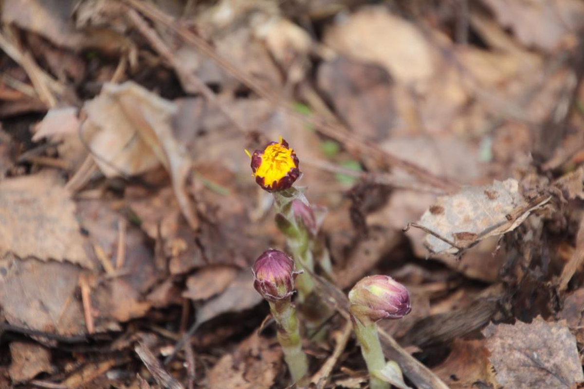 Составили весеннюю подборку фото и видео о жизни дикой природы Владимирской области