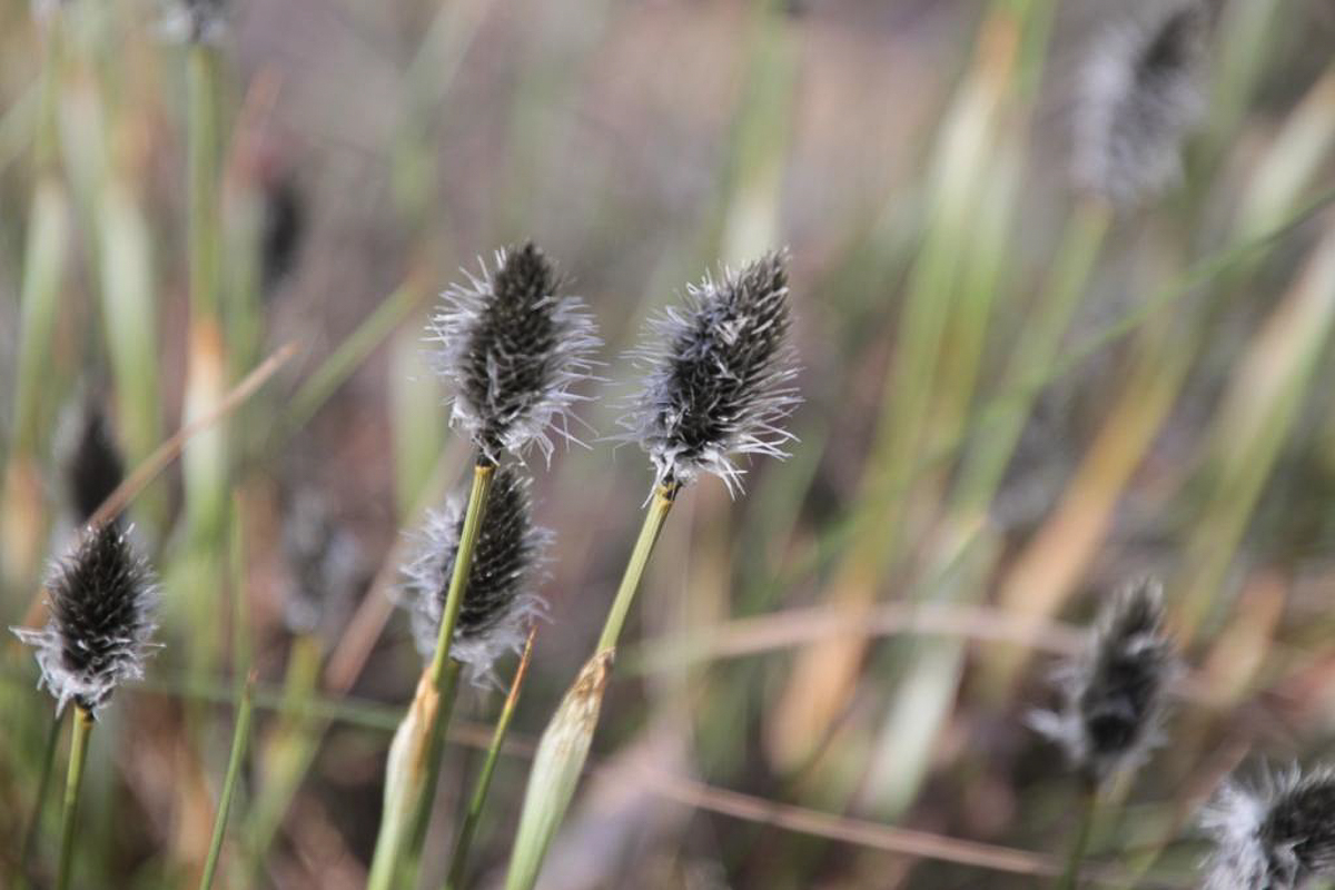Составили весеннюю подборку фото и видео о жизни дикой природы Владимирской области