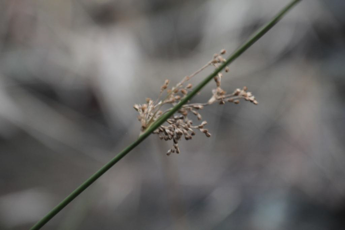 Составили весеннюю подборку фото и видео о жизни дикой природы Владимирской области
