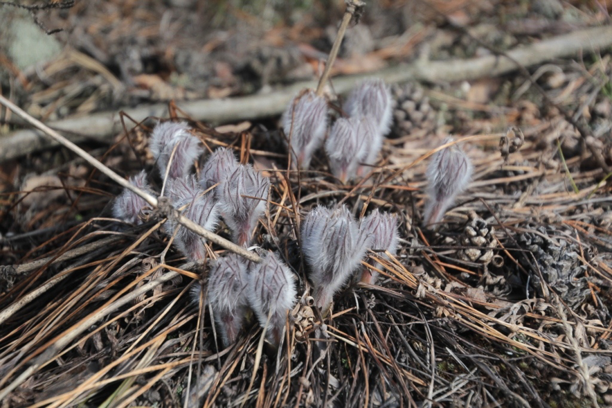 Составили весеннюю подборку фото и видео о жизни дикой природы Владимирской области