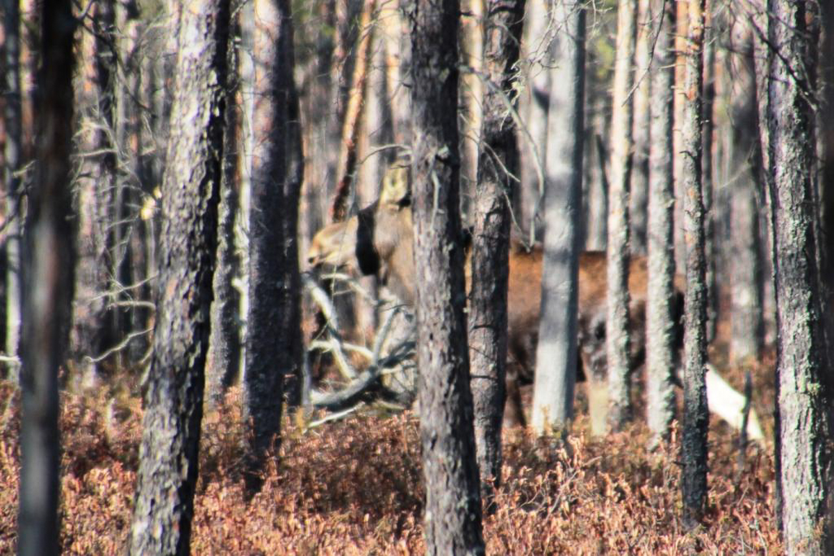 Составили весеннюю подборку фото и видео о жизни дикой природы Владимирской области