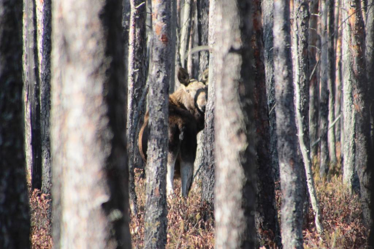 Составили весеннюю подборку фото и видео о жизни дикой природы Владимирской области
