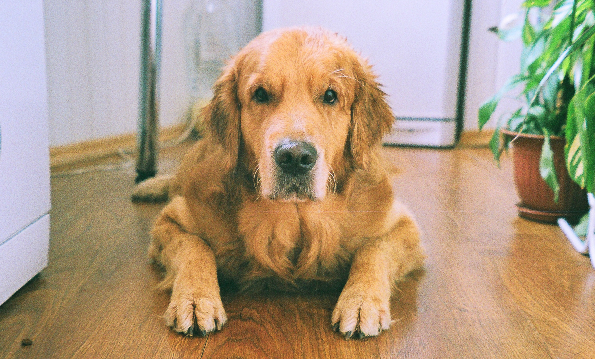 «Олимпусы», «инстаксы», «ФЭДы», «Зениты» в технических особенностях, ценах и ламповых фотографиях от молодых-горячих талантливых владимирцев