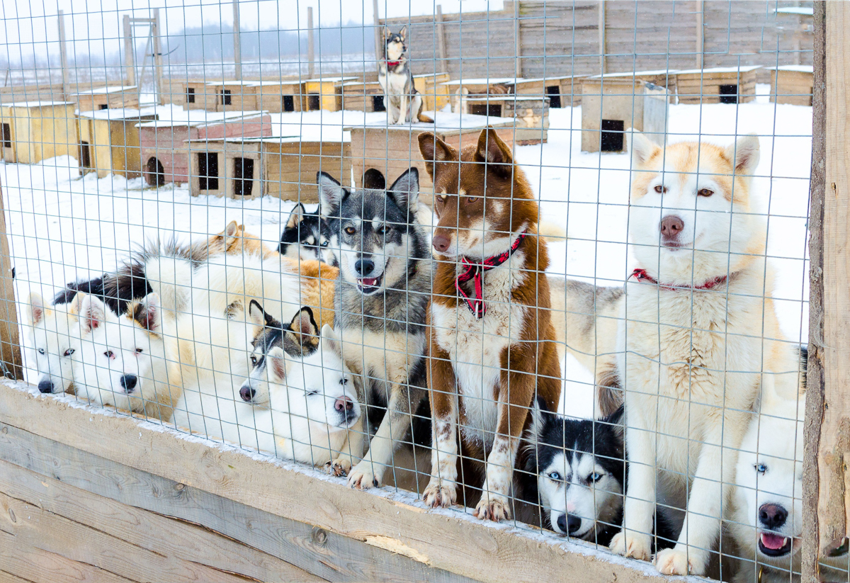 Владимирские приюты для животных сейчас оказались в незавидном положении. Из-за карантина их жизнь усложнилась, но мы с вами можем помочь
