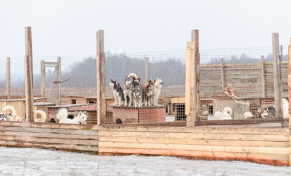 Владимирские приюты для животных сейчас оказались в незавидном положении. Из-за карантина их жизнь усложнилась, но мы с вами можем помочь