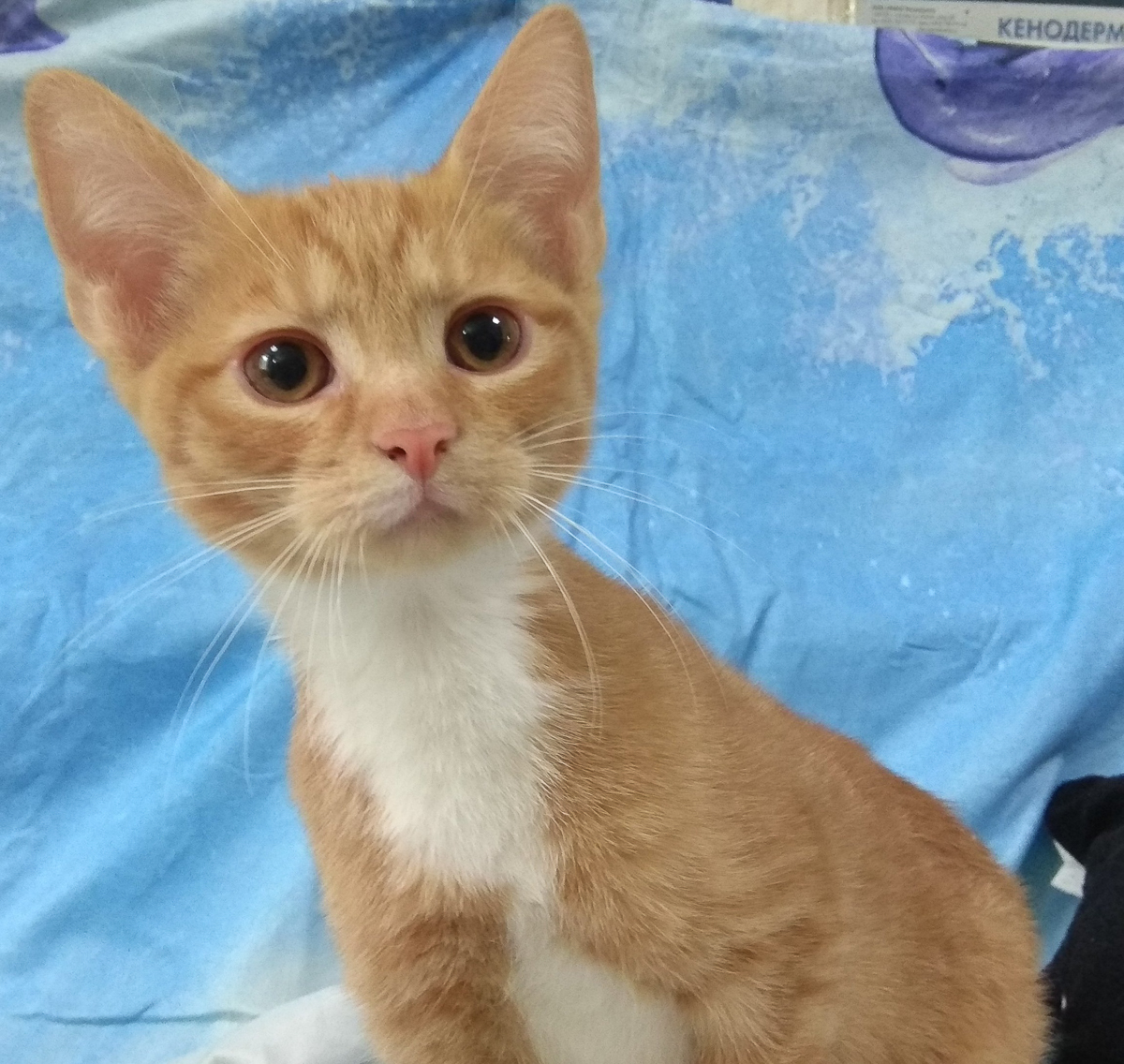 Владимирские приюты для животных сейчас оказались в незавидном положении. Из-за карантина их жизнь усложнилась, но мы с вами можем помочь