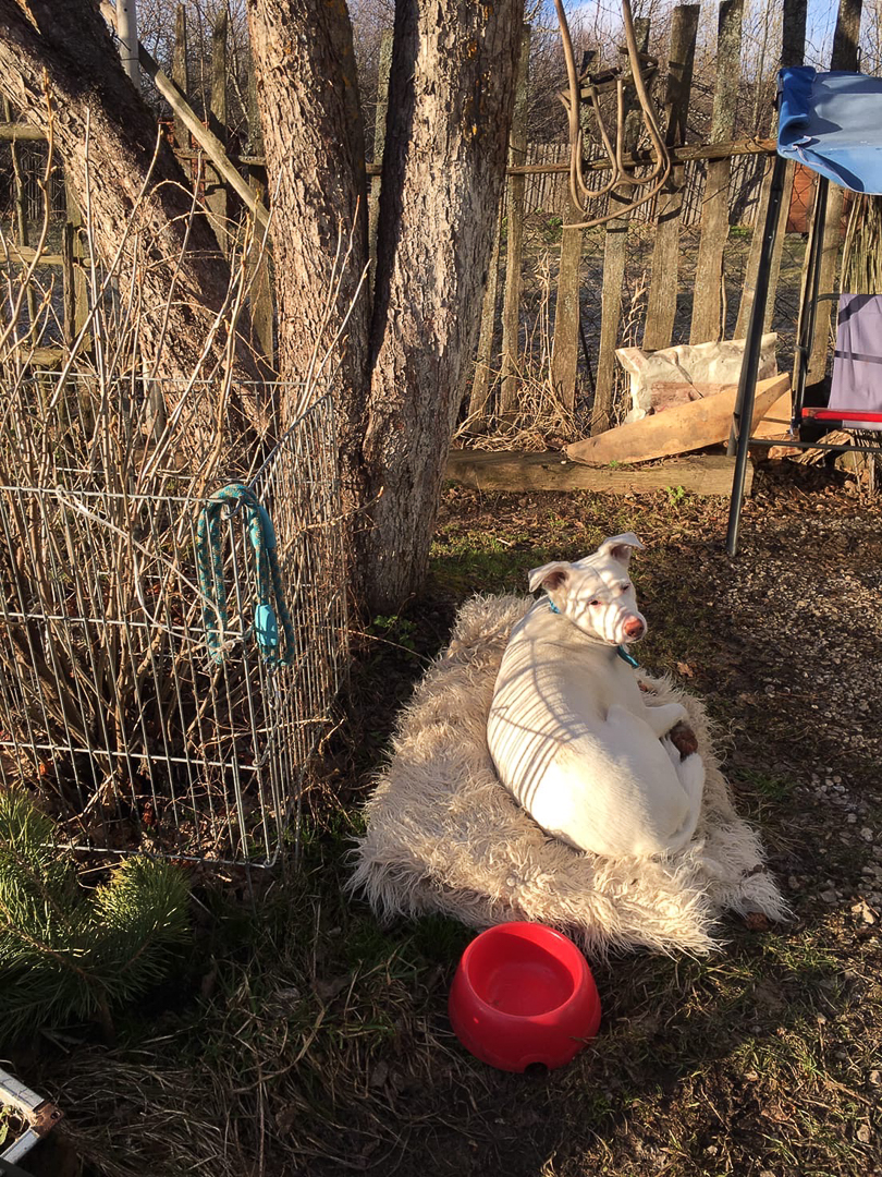 Рассказываем, с какими трудностями и радостями столкнулись владимирцы, временно переехавшие в деревню. Этим ребятам есть чем занять себя дома: наколоть дрова, вырастить на окне шпинат, посмотреть на звезды и подумать о будущем