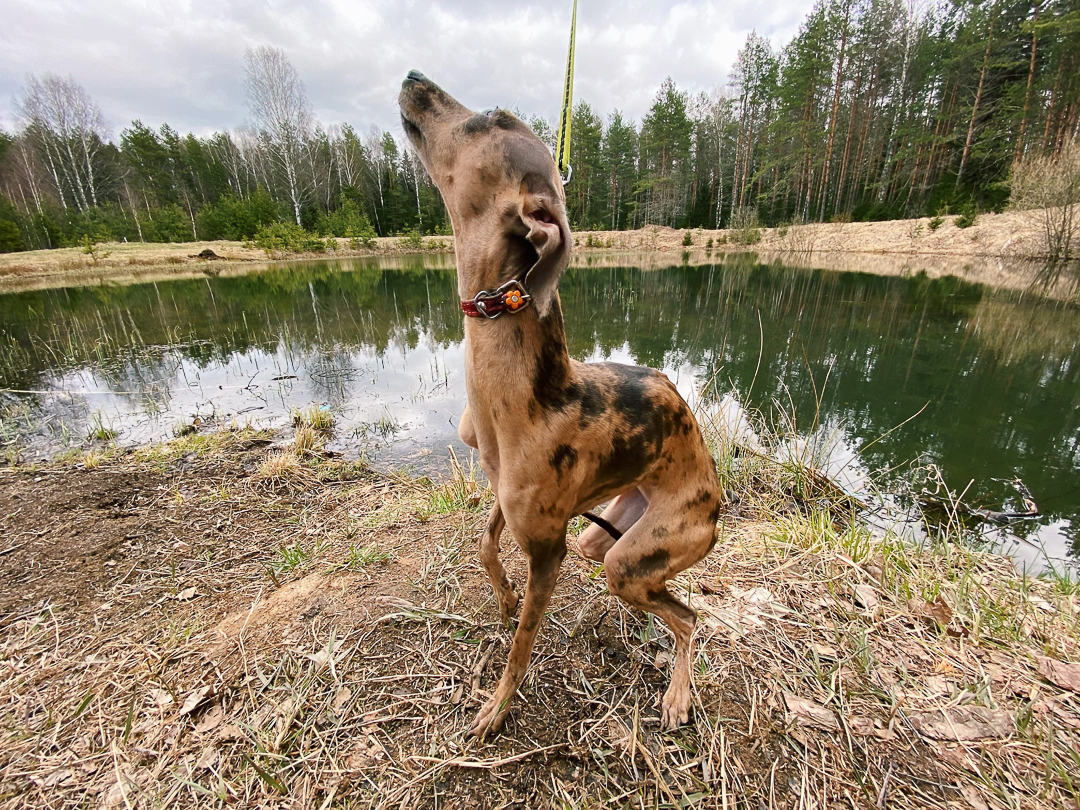 Рассказываем, с какими трудностями и радостями столкнулись владимирцы, временно переехавшие в деревню. Этим ребятам есть чем занять себя дома: наколоть дрова, вырастить на окне шпинат, посмотреть на звезды и подумать о будущем