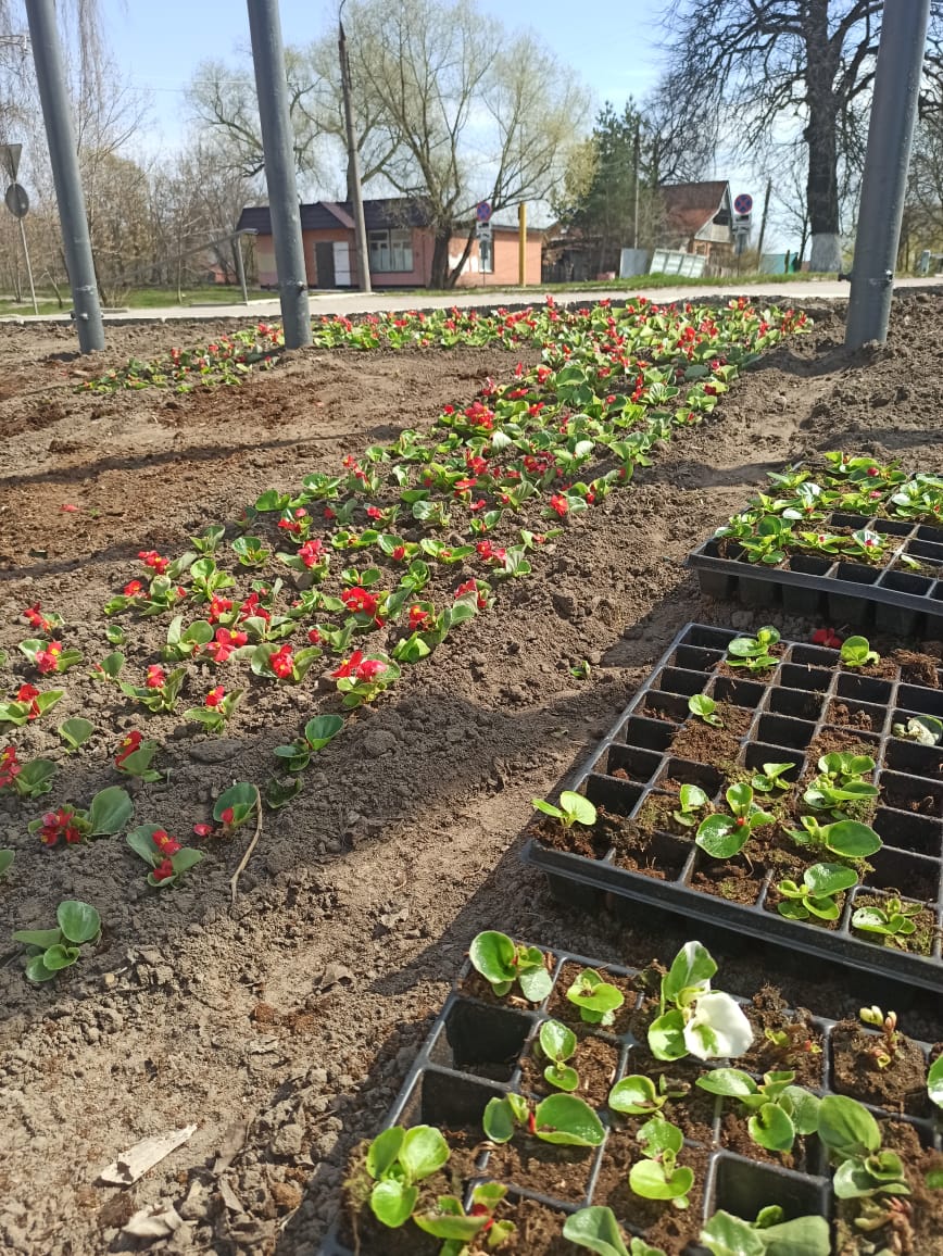 Владимирские клумбы вовсю украшают. Работы по благоустройству цветников продлятся весь весенне-летний сезон