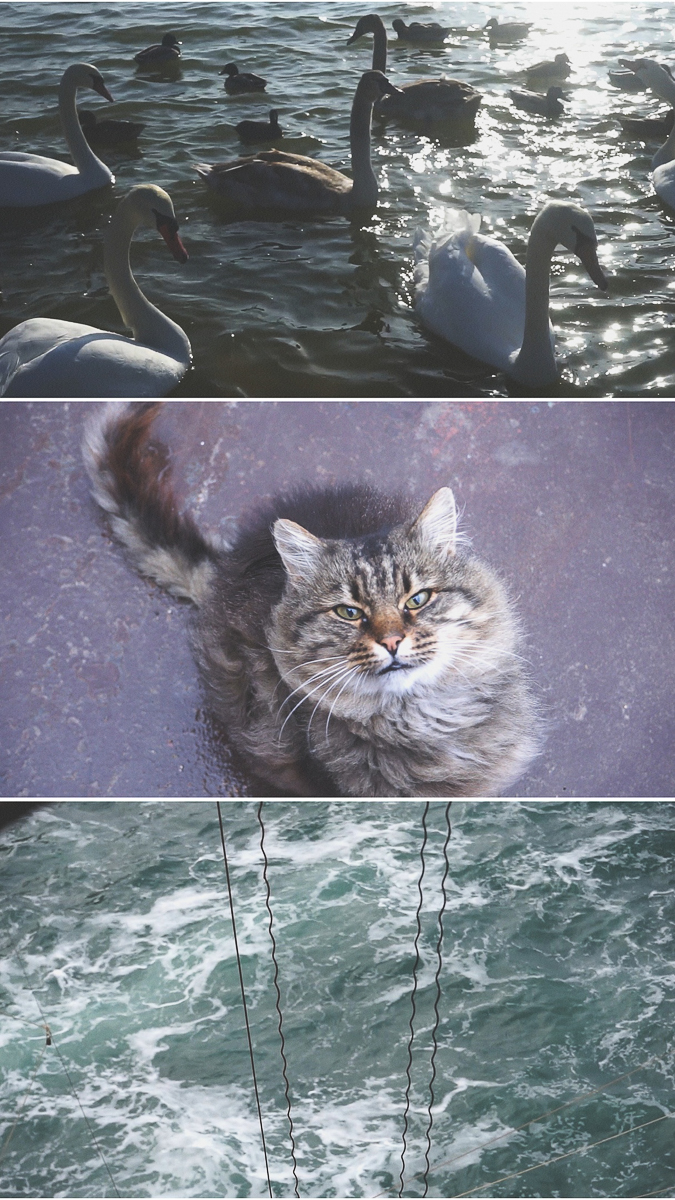 Владимирский блогер-музыкант Лена Трофимова рассказывает о своих тревел-видео и новой песне, созданной вместе с местными музыкантами