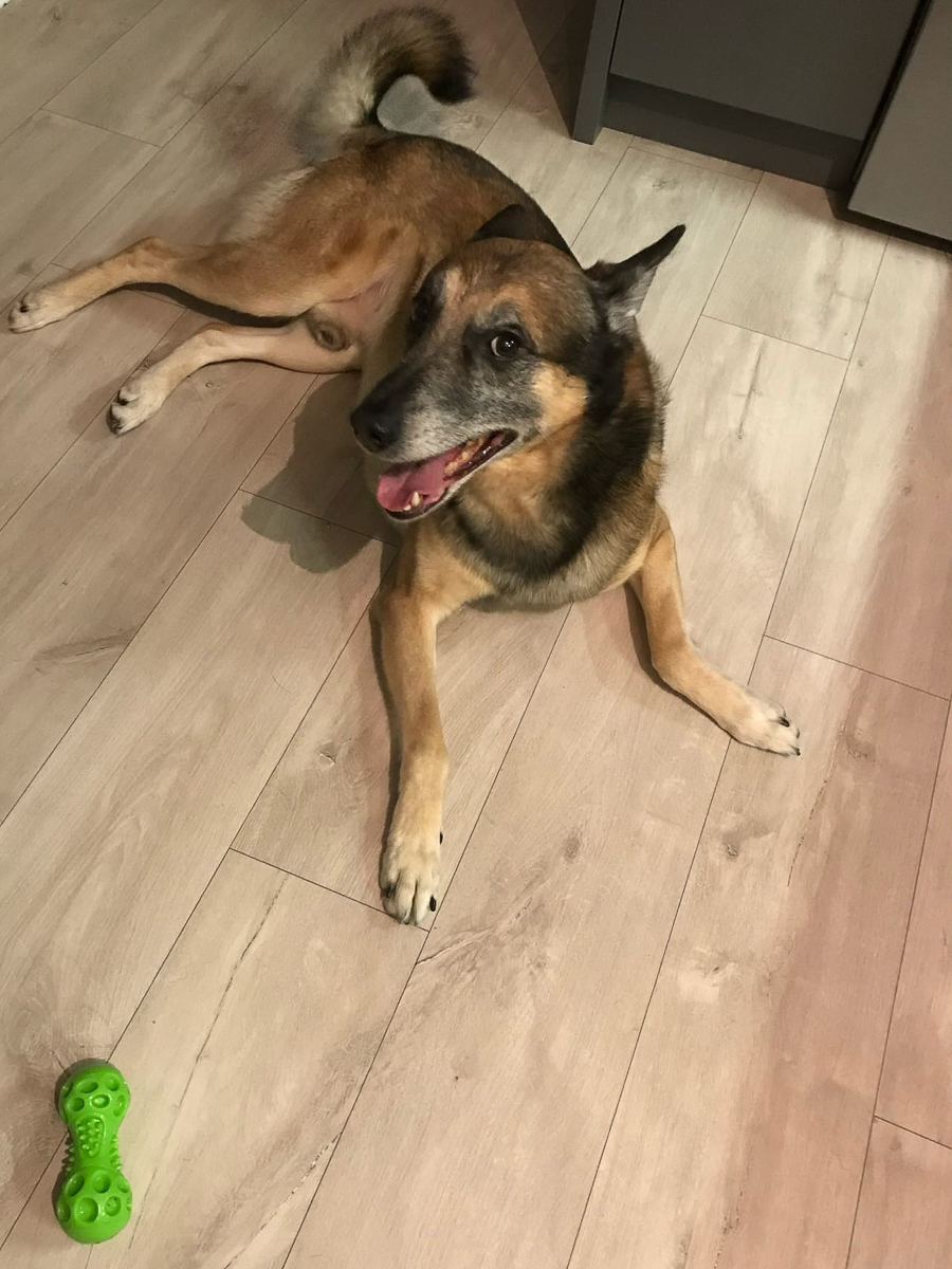 Обеспечить крышу над головой потерявшемуся коту или собаке из приюта может и хочет далеко не каждый. В современном мире это даже своего рода геройство. Мы подготовили для вас несколько таких историй