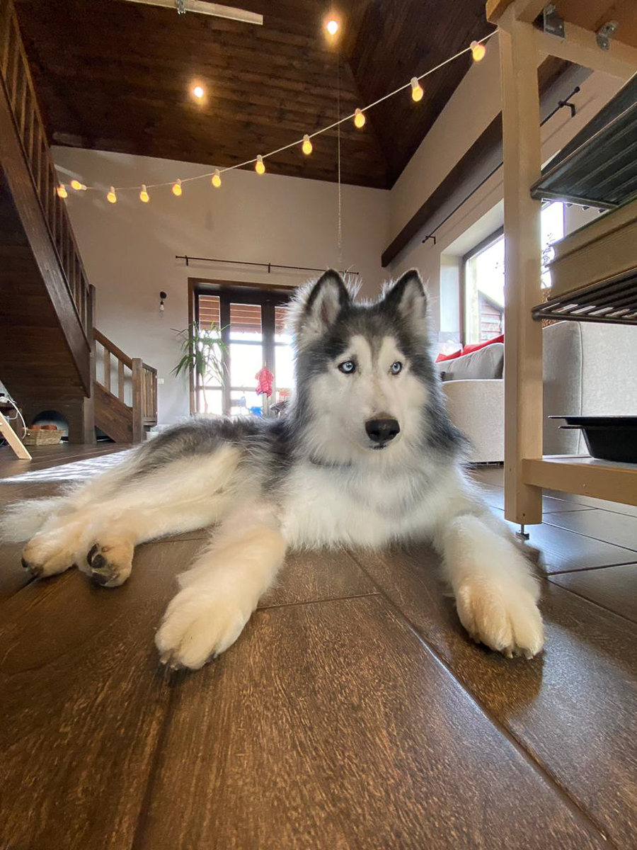 Обеспечить крышу над головой потерявшемуся коту или собаке из приюта может и хочет далеко не каждый. В современном мире это даже своего рода геройство. Мы подготовили для вас несколько таких историй